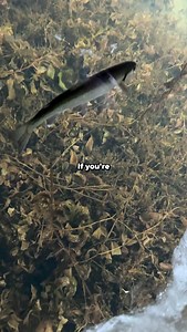 6.3K views · 1.8K reactions | Headed to Red Lake for walleye? Sneak in this fun sight fishing adventure with @john_seelye of @no_boundaries_gs for a trout adventure while you are up there! | Nicole Stone Outdoors | Facebook