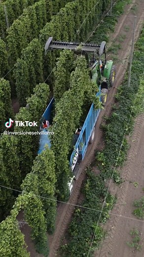 Cultivo de Lúpulo: La Clave para Cerveza Artesanal