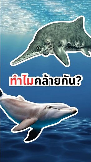 Convergent Evolution