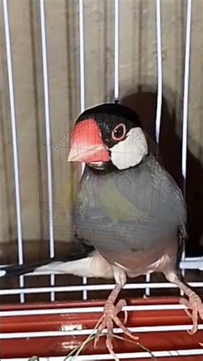 Elegant Java Finch Standing Proud 🐦 | Bird Moments | #BugdieLoveNest