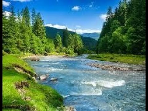 Spring Forest Sounds and Relaxing Bird Singing for Sleeping