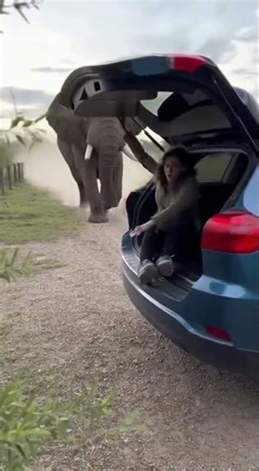 I Realized Too Late! The NEVER Run from an Elephant! Do This Instead