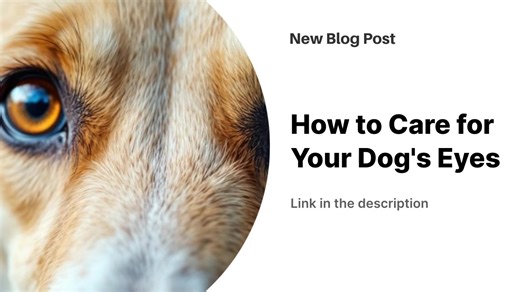 2.1K views | Dogs' eyes require daily attention to prevent serious...