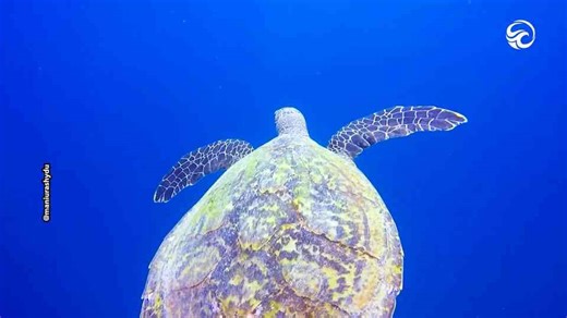 Swimming with wild sea turtles