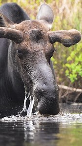4.3M views · 55K reactions | Bull Moose Eating Aquatic Plants Wincent w9PMa #wildlife #nature #moose | HAWI Studios | Facebook