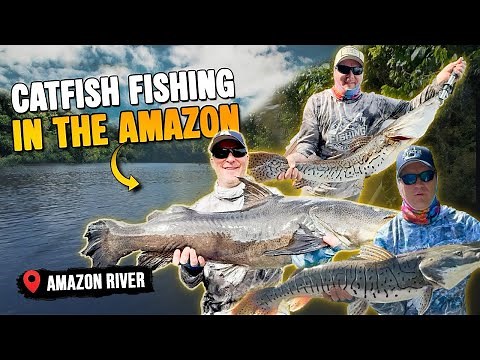 5 Exotic Catfish Species in the Amazon Jungle – Piraiba, Redtail & More!