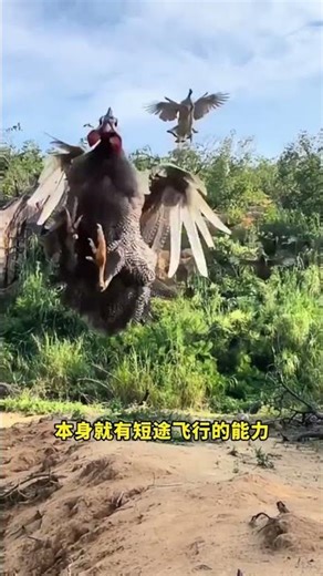 雞從高樓掉下來會摔死嗎？ #雞會飛 #雞會飛嗎 #雞飛了 #動物科普