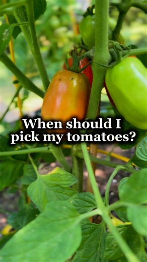 Picking your tomatoes at the “breaker” stage helps reduce the risk of pests, over ripening, and can potentially give you a higher yield. The plant can then focus more on producing more fruit. #tomato #tomatoes #theeastonhomestead #homesteadlife #homesteader #homesteading #countryliving #gardening #gardeningtips #garden #urbangardening #homestead | Hannah Easton
