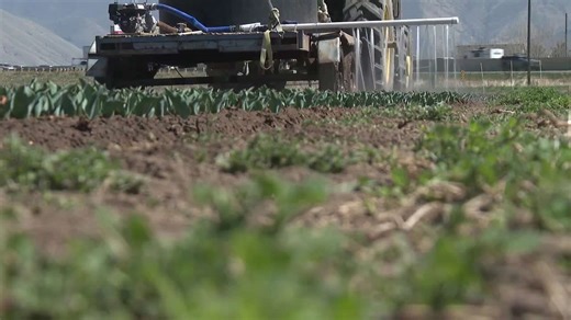 Spanish Fork farm turns to old-school conservation, new crop to weather the heat