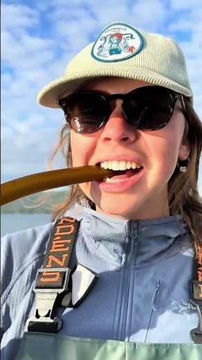 BULL kelp! the powerful marine algae