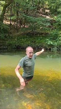 Japanese Knotweed (reynoutria japonica) #invasivespecies #permaculture #gardening #adventure #rivers