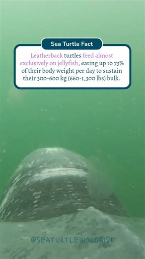 It’s a full-time job being a jellyfish connoisseur! Leatherbacks, Earth’s largest sea turtles, can weigh as much as a small car (averaging 300-600 kg), yet they thrive on a diet of low-calorie jellyfish🪼. To maintain their size and energy, especially before migrating thousands of kilometers to then lay hundreds of eggs, they may consume hundreds of jellyfish every single day.🌊💪 Their high intake helps them store the energy needed for epic transoceanic journeys, reproduction, and survival in c