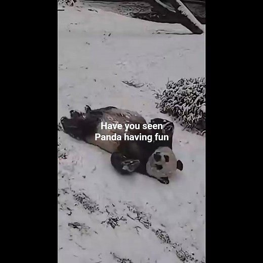 Panda Goes Full Speed on Snow — Unexpected & Hilarious!