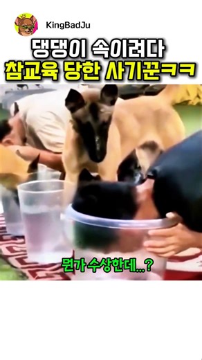 댕댕이 속이려다 참교육 당한 사기꾼ㅋㅋㅋ (feat. 지능캐 댕댕이)