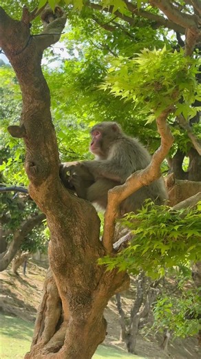 First-Time visiting Japan? Start Here