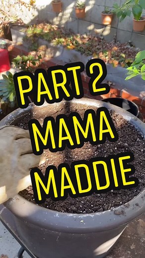 Propagating Madagascar Palm: Plant Parenting Tips
