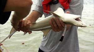 Life at a South Pacific Shark Nursery | Britannica