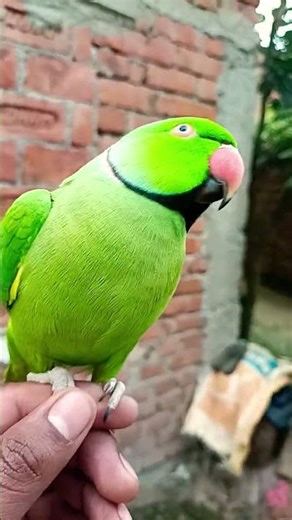 cute parrot song #jangliparrot #parrot