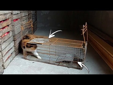 Catching a cat. A beautiful cat was caught in the trap.Easy cat trap.