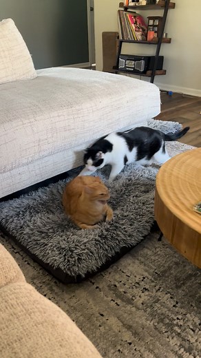 27K views · 875 reactions | Instant karma ladies and gentlemen 臘‍♀️ #cats #fblifestyle #karma #specialneeds #wobblycat #charliebear | Willy Wonky & Charlie Bear | Facebook