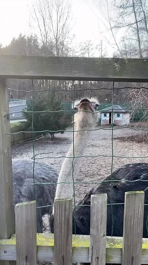 Рекомендовані акаунти