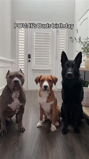 Happy Birthday Joey!!! #dogsoftiktok @Jason Banks | dogs