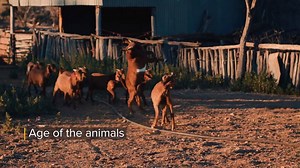 5.7K views · 42 reactions | There are a range of factors that influence the forage intake demand by goats. This video will assist you to to determine the demand on your forage: | Meat & Livestock Australia | Facebook