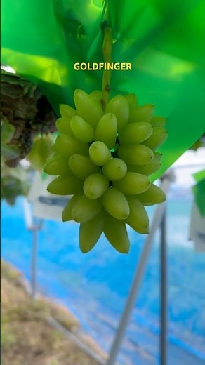 The Ultimate Tsundere! Gold Finger! #HomeGardening #GrapeGrowing #ShineMuscat #GoldFinger #Amirim...