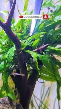 Treating Aquarium Algae Wrong? Do THIS First