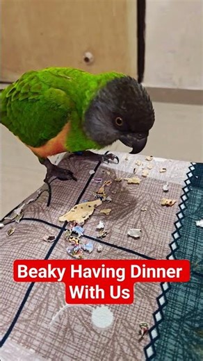 Beaky The Senegal Parrot Having dinner With us #birds #parrot #senegalparrot #talkingparot