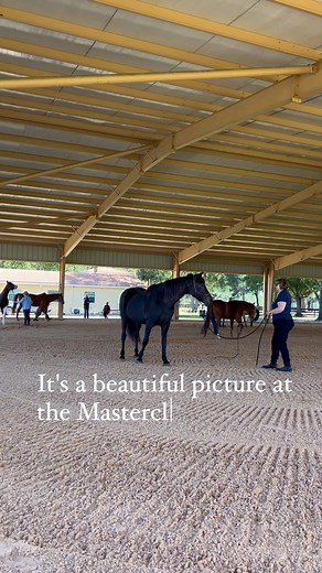 113 reactions · 4 comments | It's amazing what one day of learning can do to change horse and human perspectives. This is a very different picture from yesterday, all horses entering the arena calmly, and connected to the humans . #HHHL #HappyHorses #HappyHorseHappyLife #Masterclass #HorseTraining #HorsePsychology | Happy Horse Happy Life | Facebook
