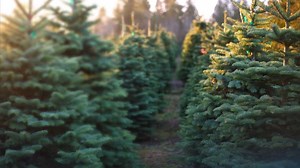 Where to cut your own Christmas tree or buy one in Northern California