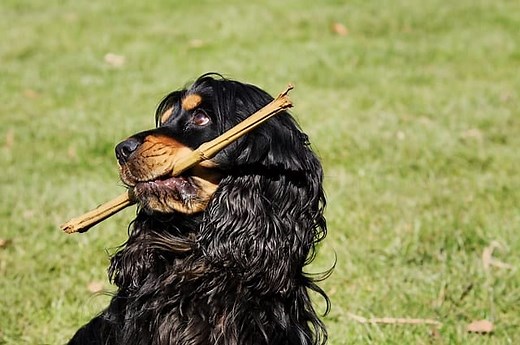 Are Cocker Spaniels Smart? - Here's Why They're Intelligent