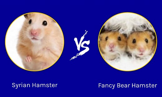Fancy Bear Hamster vs. Syrian Hamster: Is There a Difference?