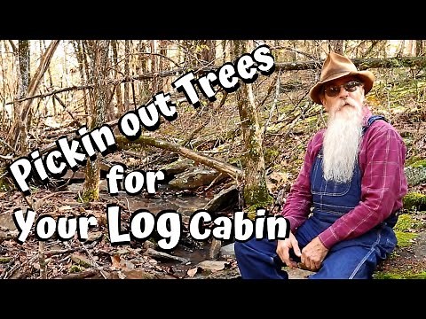 Selecting Trees for Your Log Cabin Build (Ep 2)