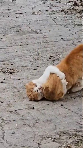 Epic 🐈 Cat battle. War for Territory #catfight