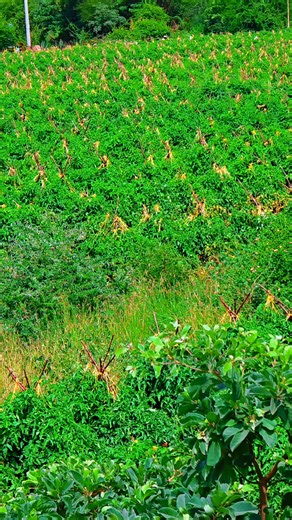 Robert BOB (@robert.bob72)’s videos with original sound - Wayne