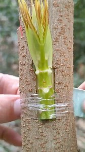 88K views · 860 reactions | "Fruit Tree Grafting Techniques to Improve, Propagate, and Repair Trees" . . . #FRUITS #success #technique #improve #propogate #repair | For Plants | Facebook
