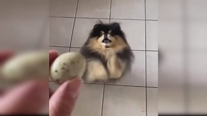 Sweet Chihuahua Puppies