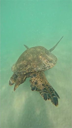 🐢 Turtle Hatchlings Racing to the Sea 🌊 | Beach Shoreline Life