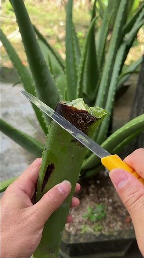 Grow aloe vera from seedlings for quick harvest