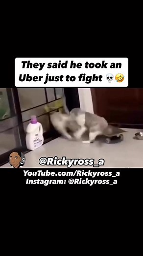 508K views · 13K reactions | Uber Cat Fight - Funny Animal VoiceOvers | Follow Me On Instagram: @Rickyross_a and @rickyross_a2#Rickyross_a #rickyross_a2 #voiceover #voiceovers #animal #animals #cat #cats #lol #lolreels #funnyreels #comedy #justjokes #funny #meme #viral #explorepage #animalvoiceover #animalvoiceovers #uber #ubercat #fight #catfight #skateboard #skateboarding | Ricky Mcgruder | Facebook