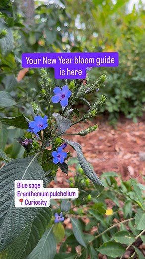 30 reactions | Winter? What winter? Perennial plants are in full bloom around every corner at the Garden, seizing the end of a bountiful growing season. As we approach the new year, Houston keeps the color coming, and the gardens on this tour are here to prove it. Don’t miss any of these spaces on your next visit. #fullbloom #winter #newyear #houston | Houston Botanic Garden | Facebook