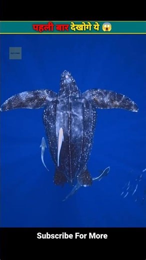 Turtle vs Tortoise: What’s the Real Difference? #viral