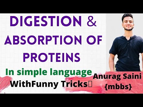 Protein Digestion and Absorption || Simplest Explaination