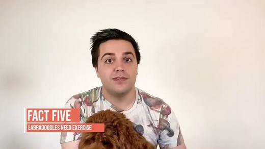 7 Best Small Dogs For Kids No Shedding! (WITH PHOTOS) - OodleLife®