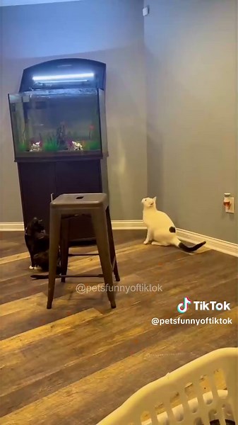 Hilarious Cat Jumping Compilation