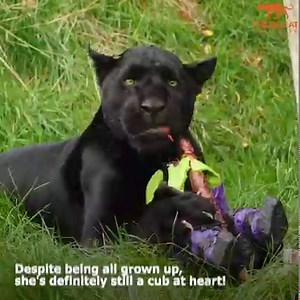 1.1M views · 90K reactions |  On Maya's birthday we're treating you...