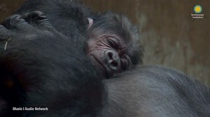 647K views · 26K reactions | 轢 Western lowland gorilla Calaya and her...