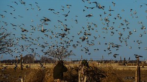 Santa Rosa Hunting Lodge Argentina.Ducks, Doves, Perdiz. | Npoutdoors Argentina